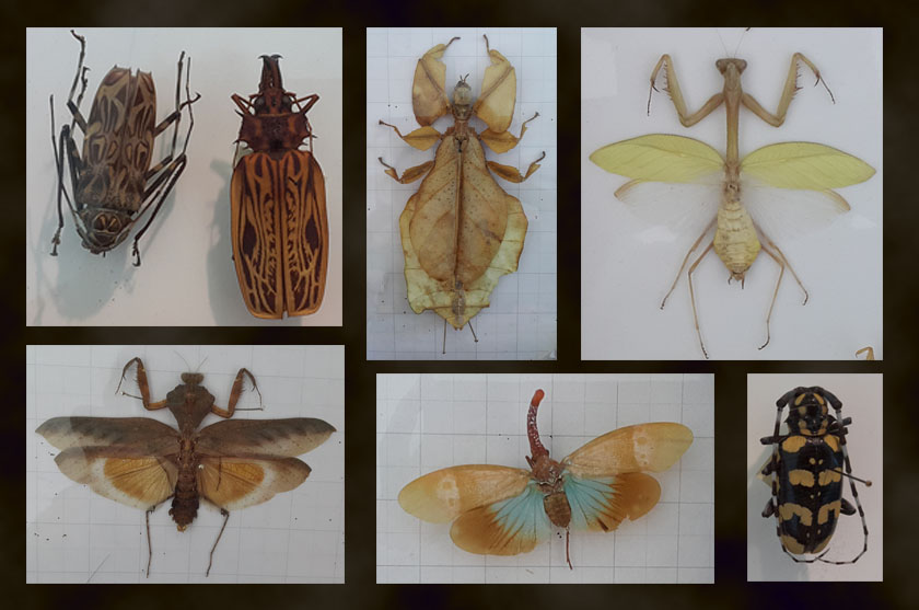 insects